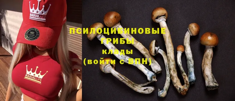 где можно купить наркотик  Новомичуринск  Галлюциногенные грибы Psilocybine cubensis 